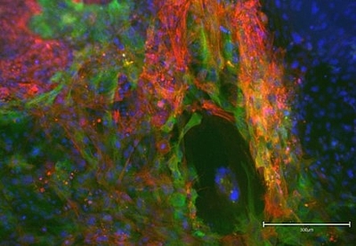 In Bioreaktoren hergestellte iPS Zellen differenzieren in verschieden Zelltypen (Qualitätskontrolle) © Phoenestra Gmbh