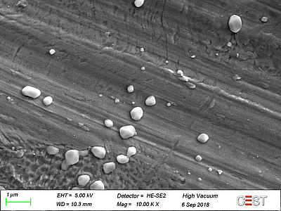 Metalloberfläche mit immobilisierten Bakterien im Elektronenmikroskop.